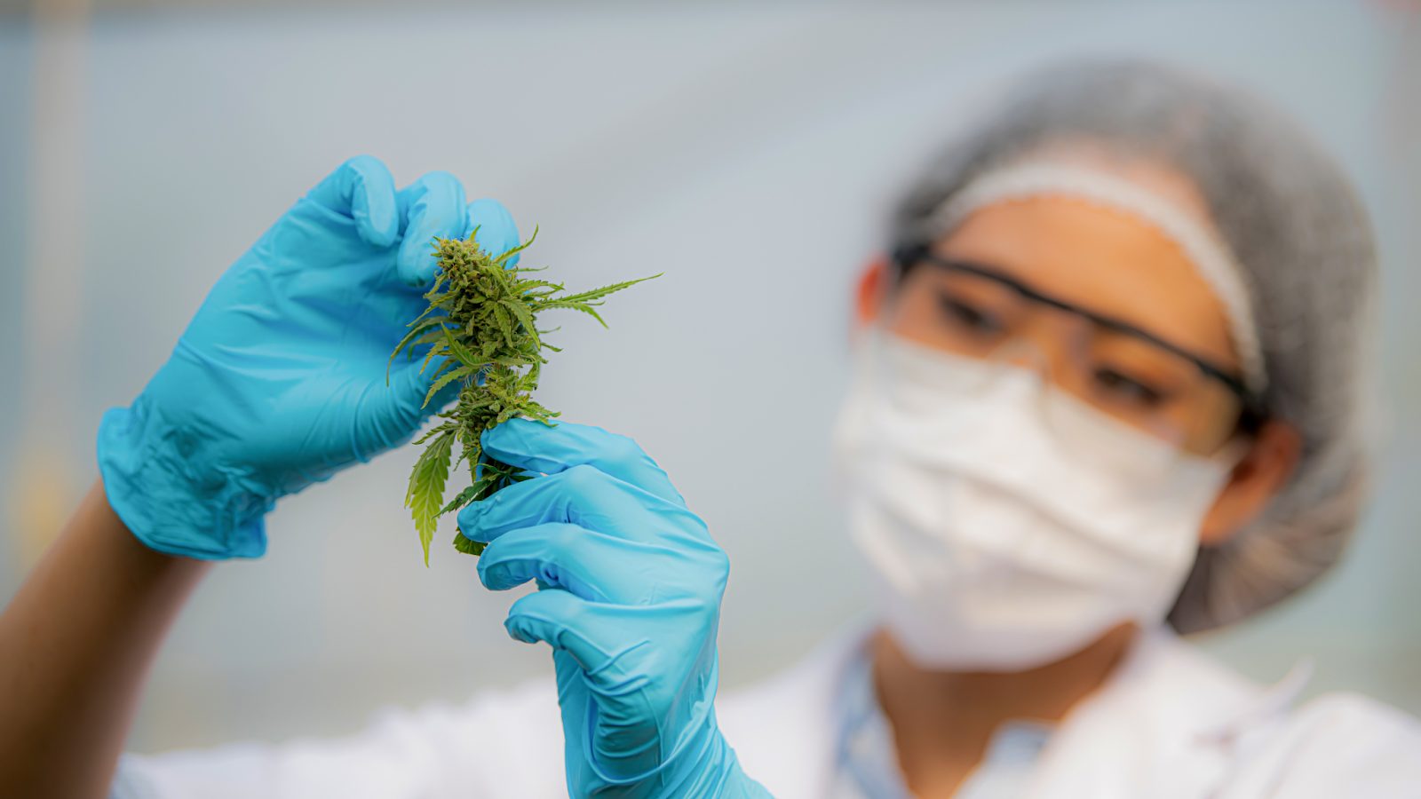 Benefits of a Medical Marijuana Card