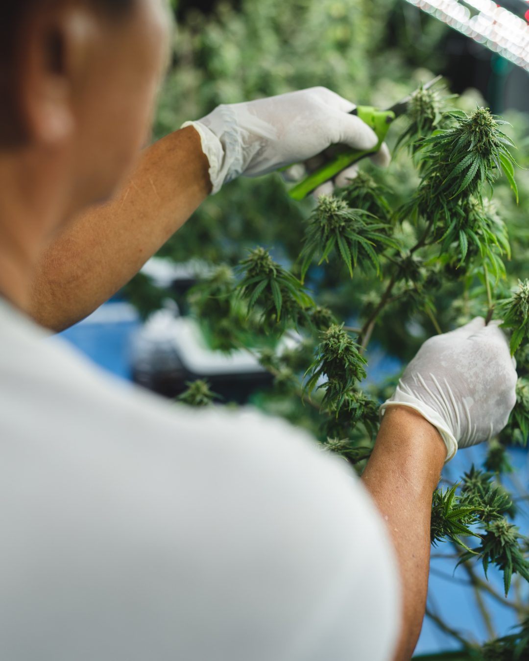 Get VA Medical Cannabis Card Online