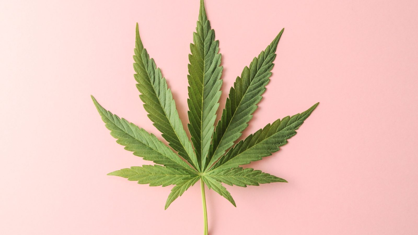 How to Renew a Medical Cannabis Card in Virginia