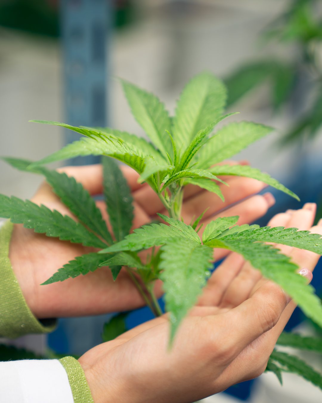 Can You Get a Medical Marijuana Card for Depression