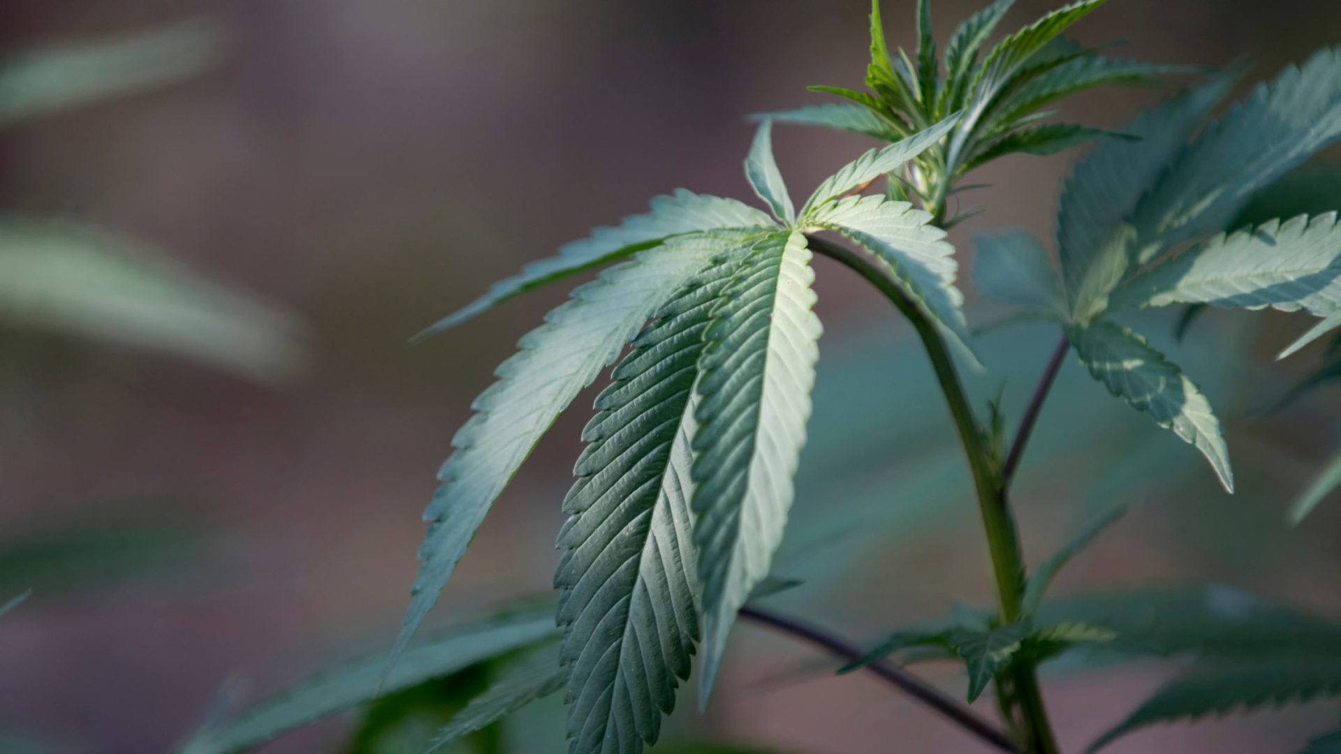 Best Cannabis for Migraines