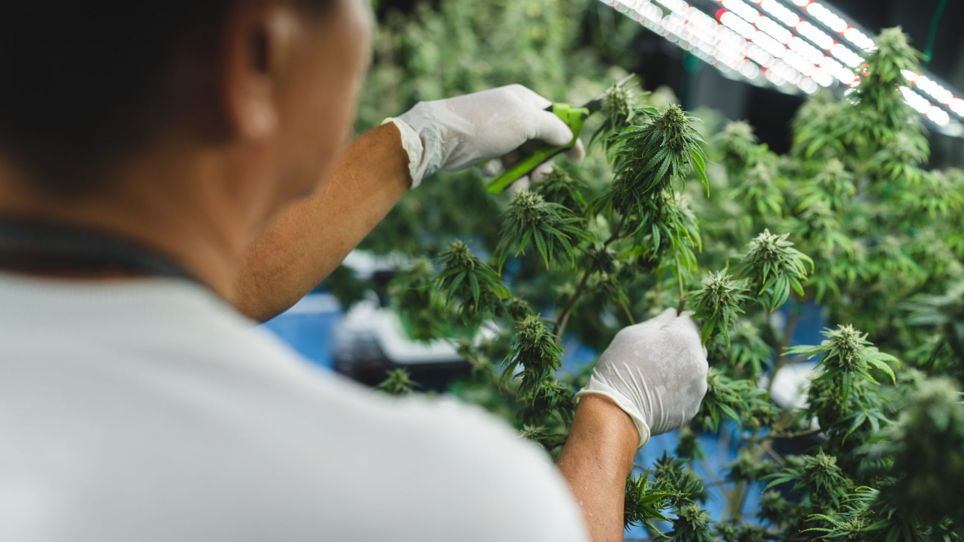 Marijuana for Neuropathy