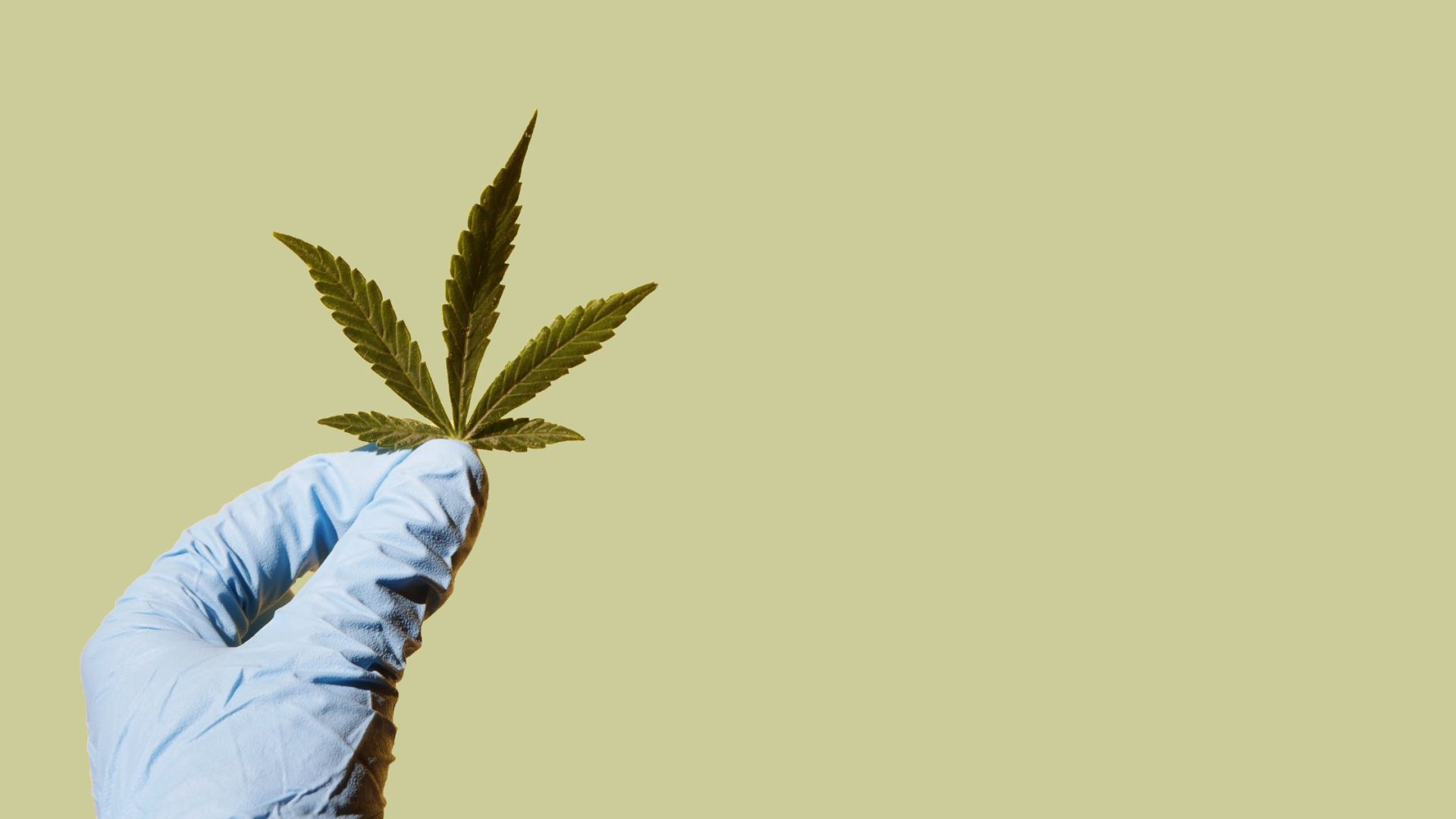 Best Cannabis Strain for Neuropathic Pain Management