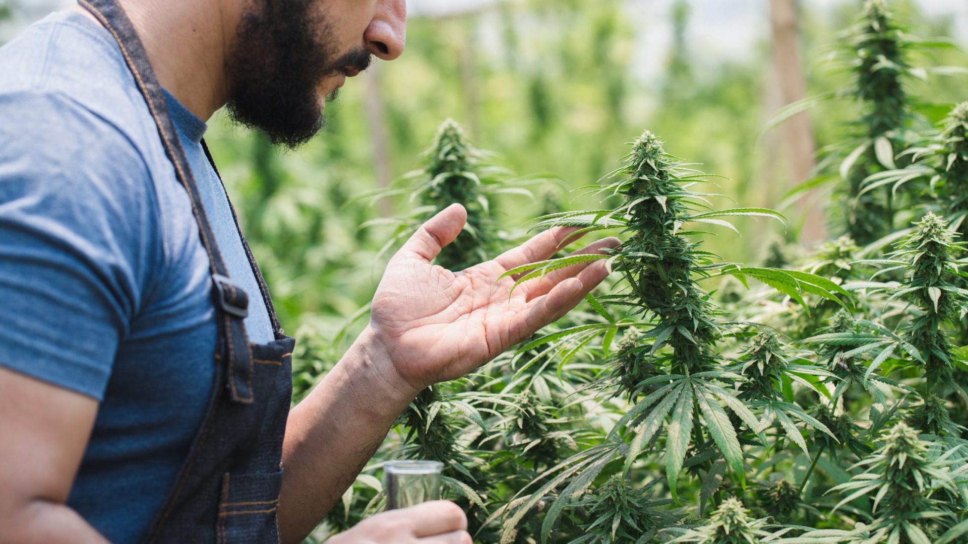 How to Pick the Right Cannabis Dispensary in Chantilly, VA