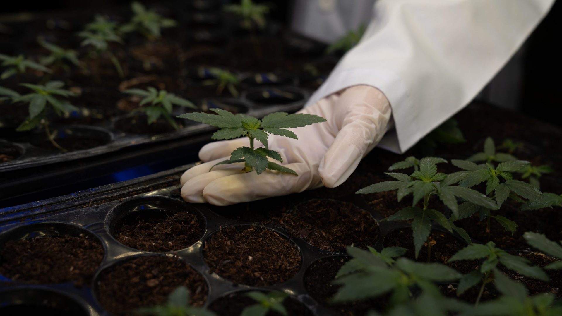 How to Choose a Dispensary in Virginia for Your First Visit