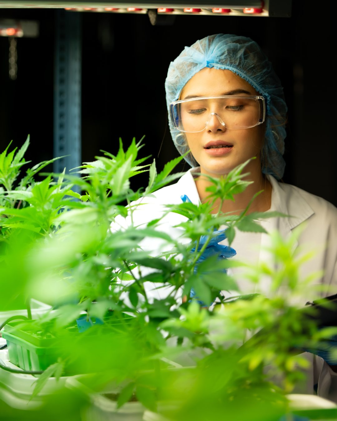 Medical Marijuana Card Virginia Beach