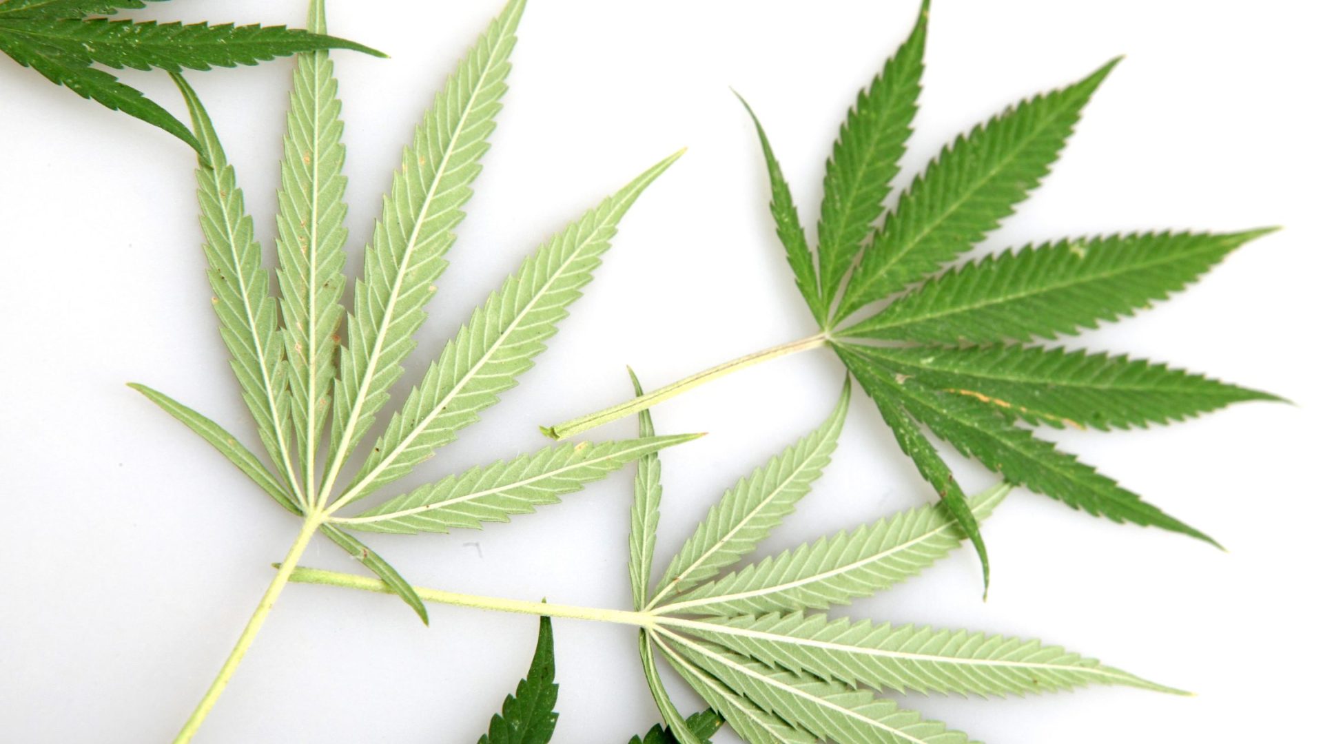 How to Apply for a Cannabis Card: A Step-by-Step Overview From Eligibility to Approval