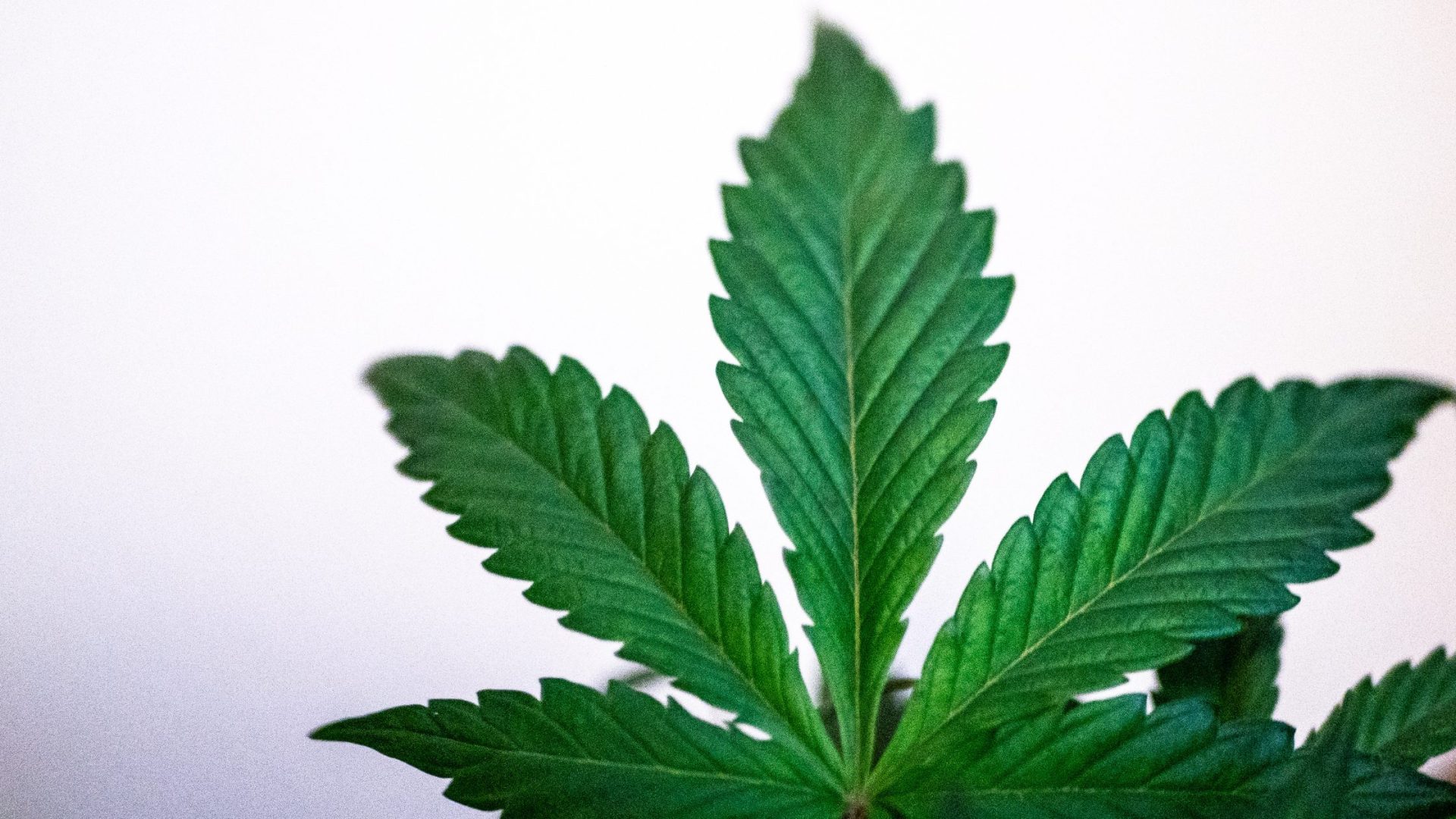 Medical Marijuana Card in Virginia