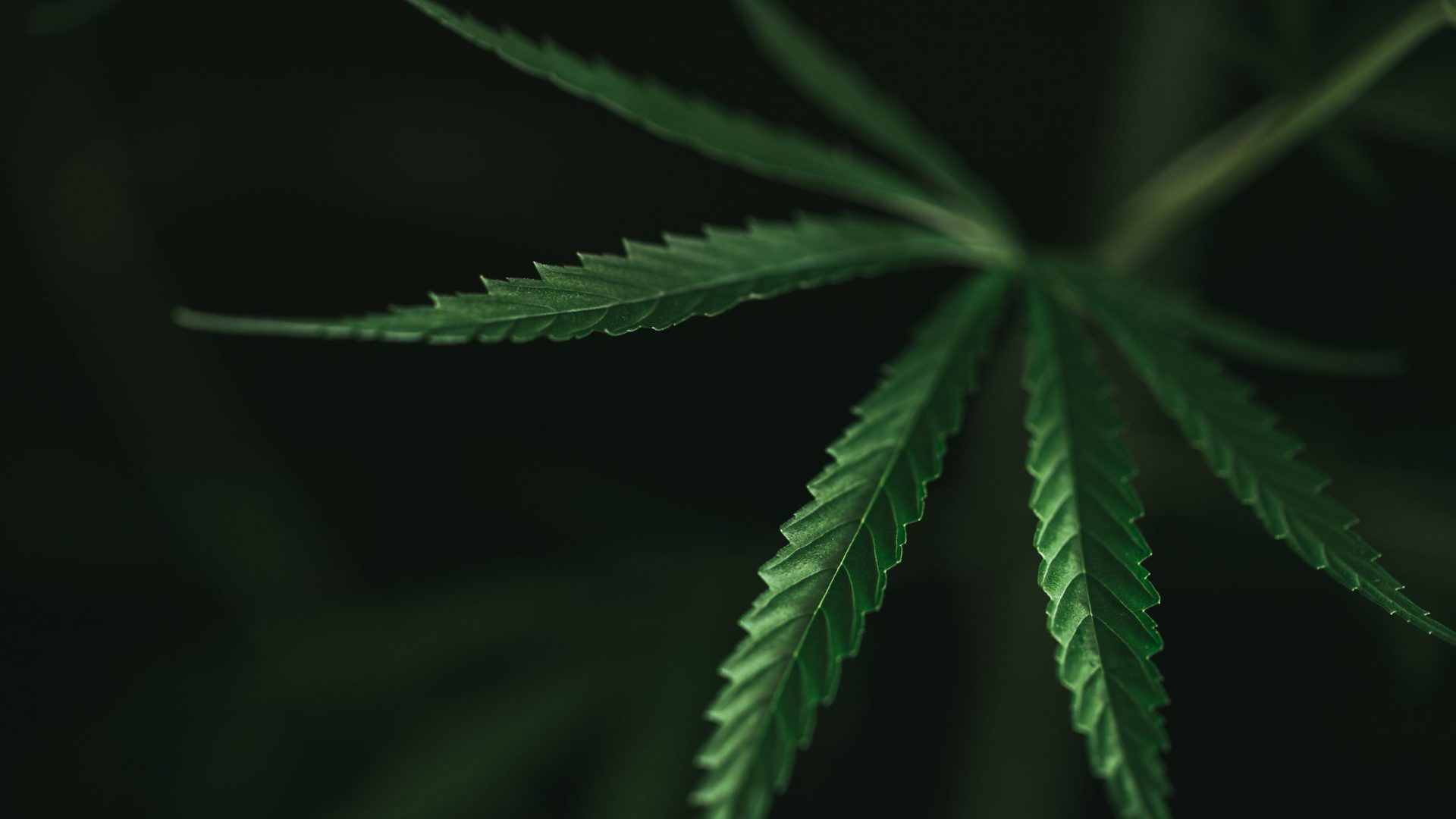 Nearest Cannabis Dispensary in Virginia