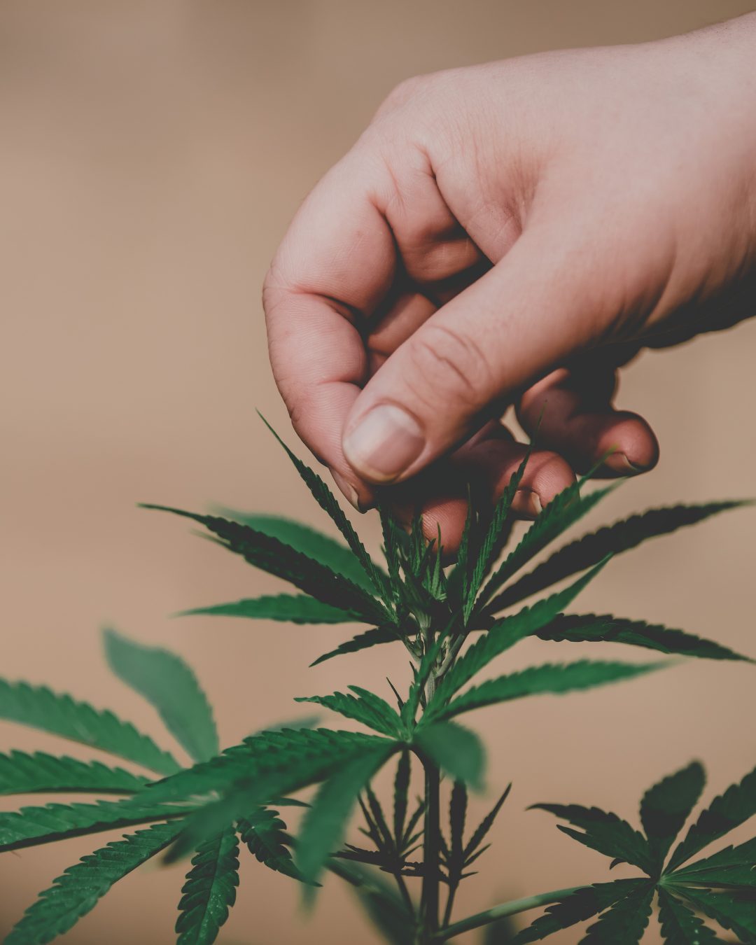 Dispensaries in Northern Virginia
