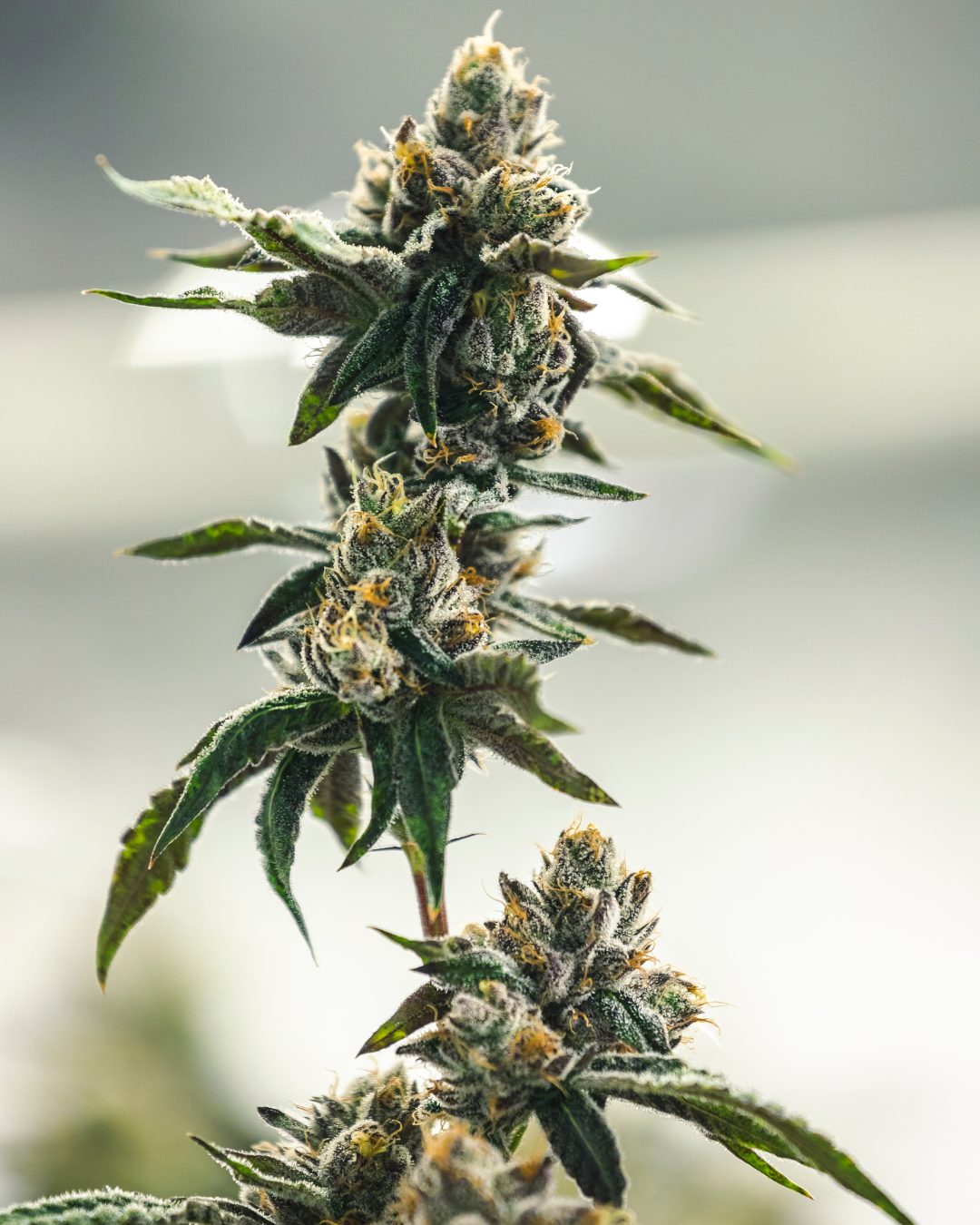 Dispensary Annandale VA Medical Card