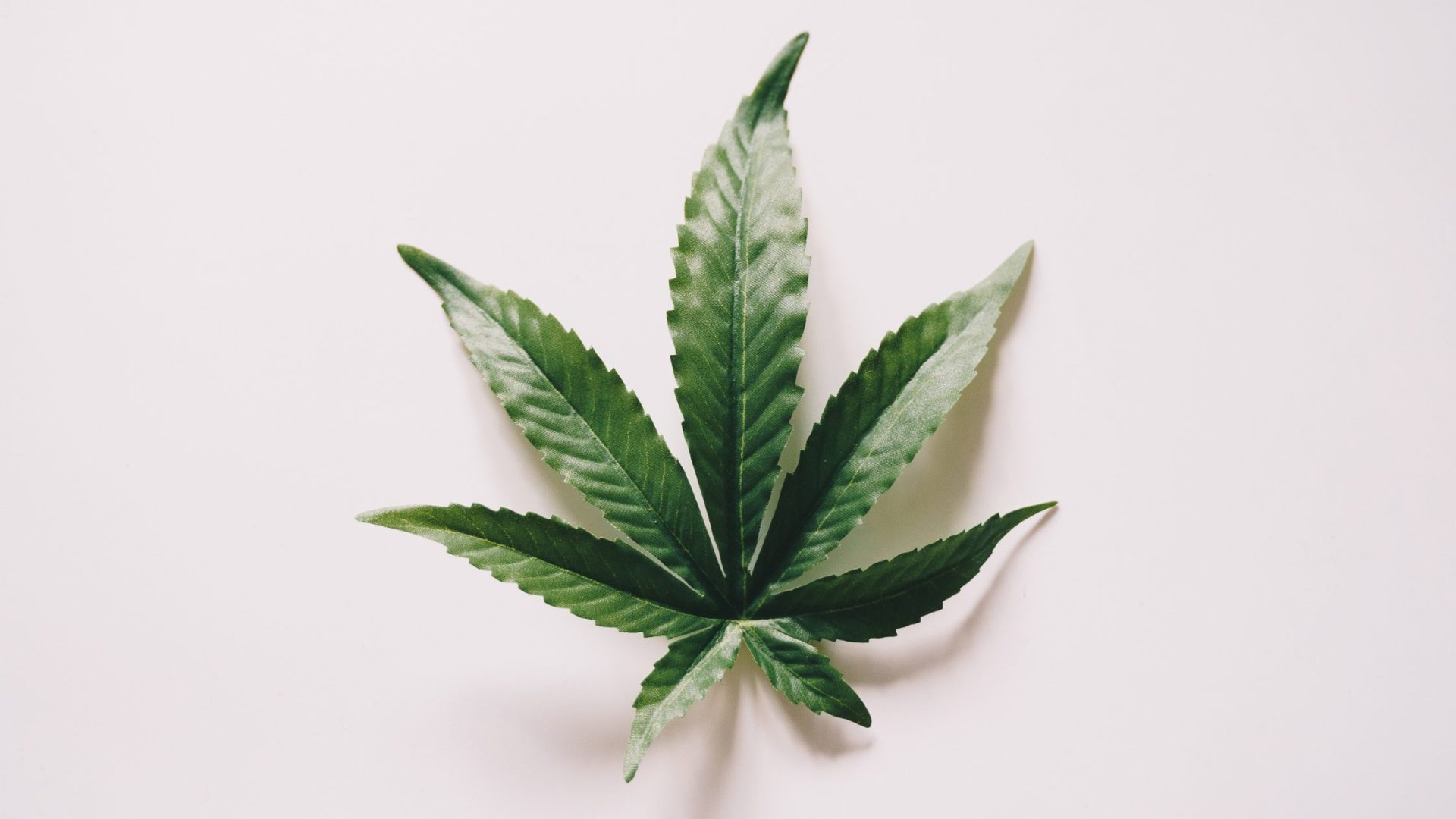 Medical Marijuana Card Renewal in Virginia