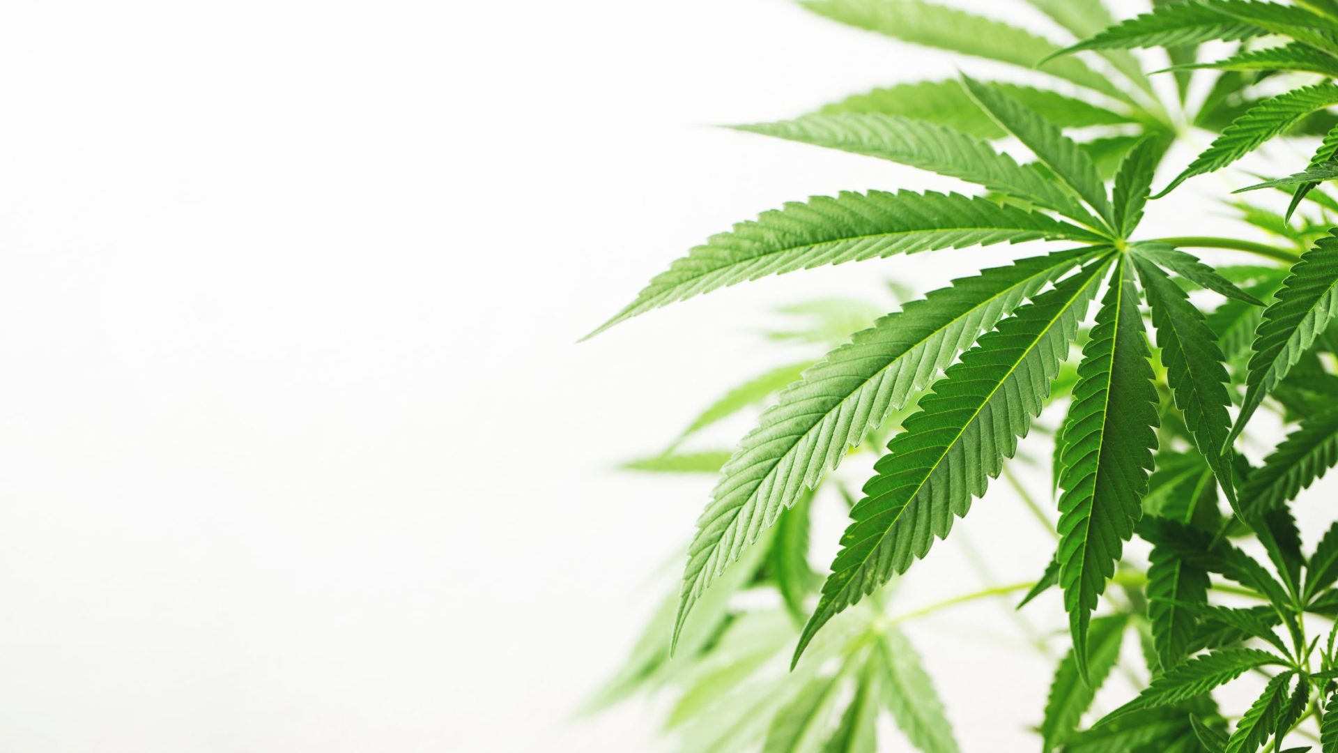 Virginia Recreational Cannabis Sales 2027