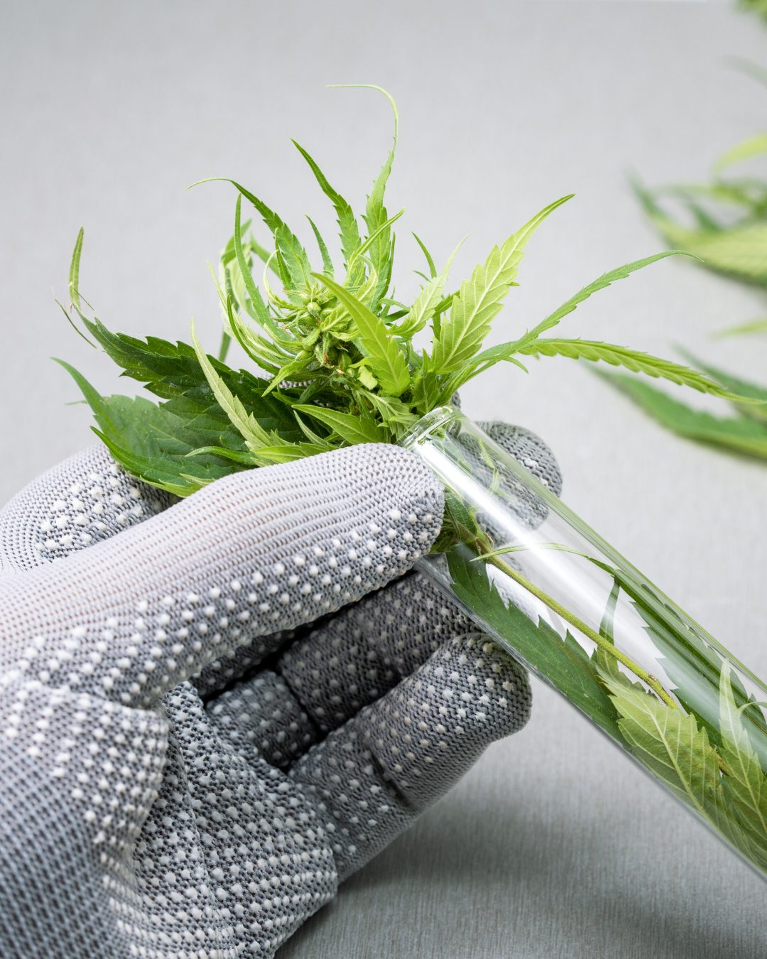 Recreational Marijuana in Virginia